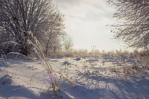 A picturesque winter landscape. The field is covered with snow so that only the tops of the tall grass are visible. The sun breaks through the branches of the trees. Looking at the photo you can feel the frost