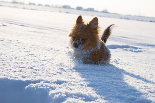 The Spitz puppy saw snow for the first time and now runs through the high snowdrifts with great pleasure