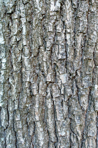 macro fermer vers le haut d’une écorce d’arbre d’un vieil arbre - bark elm tree oak tree wood photos et images de collection