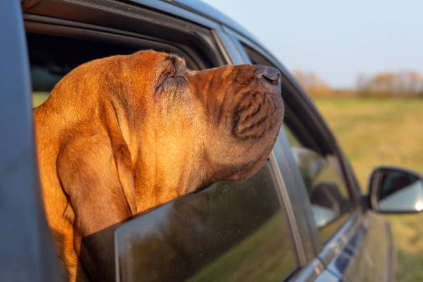 istock Dog stuck his nose out the car window 1284421714