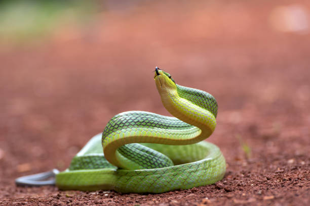istock The arboreal rat snake in defensive position 1284422252