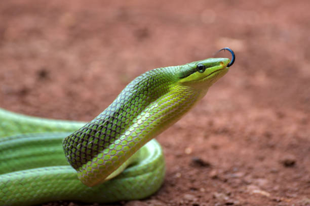 istock The arboreal rat snake in defensive position 1284422255