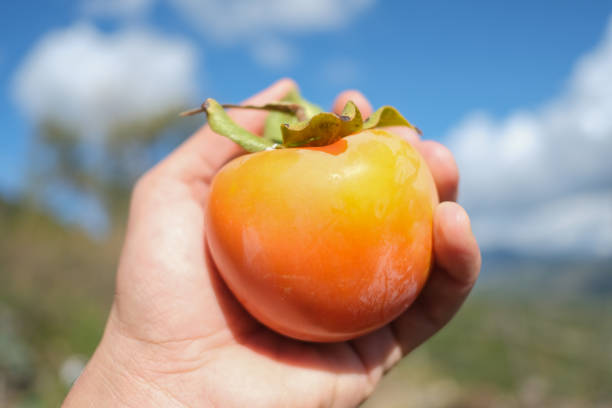 Farmer hand hold a tasty orange parsimmon fruit over bright blue sky background,autumn product.