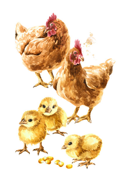 암탉과 작은 노란색 푹신한 병아리, 흰색 배경에 고립 된 손으로 그린 수채화 그림 - eggs animal egg celebration feather stock illustrations