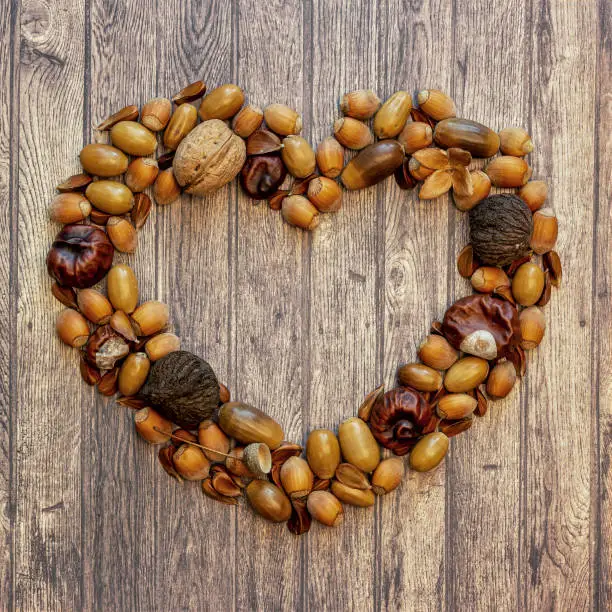 Autumn frame with brown hazelnuts, walnuts, acorns, chestnuts and beechnuts on a wooden background with copy space, top view