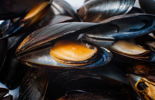 A lot of sea mussels in shells close-up. Macro.