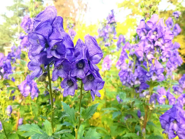 Herbst-Eisenhut (Aconitum carmichaelii) - poisonous plant of the year 2005