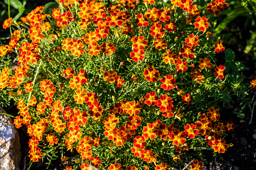 bright orange flowers in the flowerbed in summer