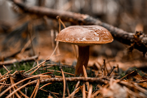 view on mushroom with wet cap grows among fallen branches and needles in pine forest