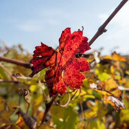 red colored leaf of a vine in autumn