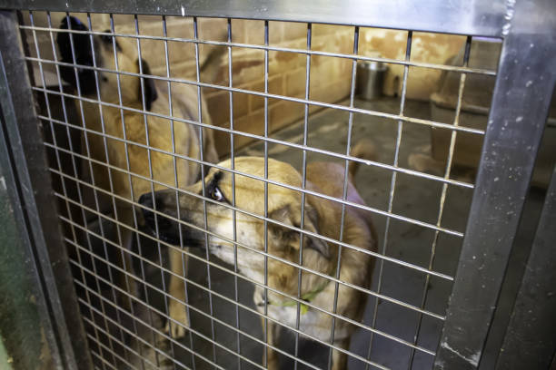istock Dog in kennel 1284428999