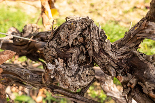 istock vine stock, detail 1284429774