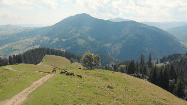 istock High place in the mountain with horses. 1284429957