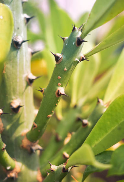 Closeup of cactus (manasa / Indian spurge) plant thorns