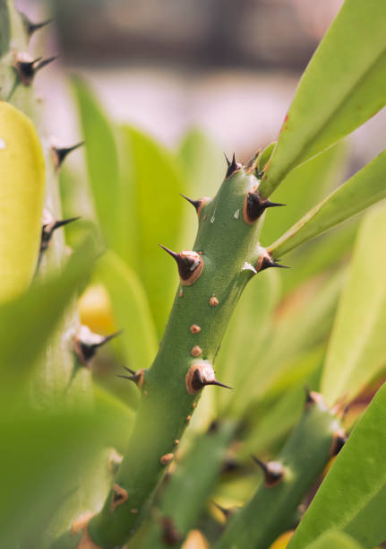 istock Closeup of cactus (manasa / Indian spurge) plant thorns 1284429993