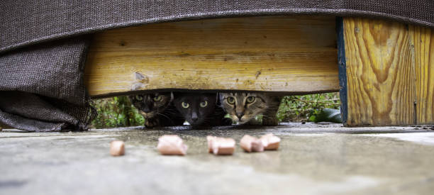 gatti randagi che mangiano per strada - domestic cat animals feeding pet food food foto e immagini stock