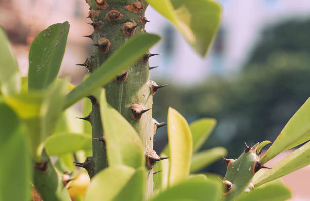 istock Closeup of cactus (manasa / Indian spurge) plant thorns 1284430061