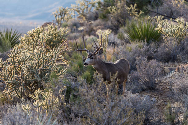 Close up of Nevada Desert Buck