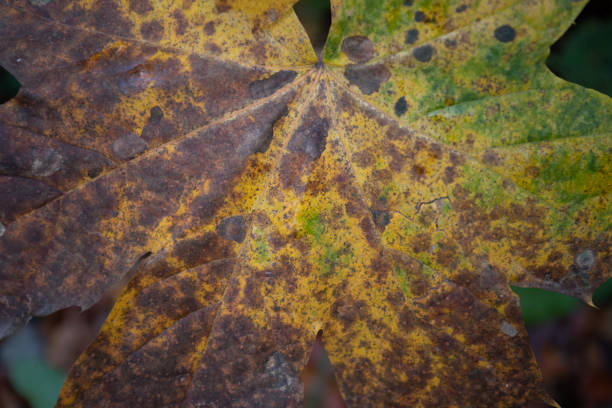 istock Natural Living Wallpaper 1284432855