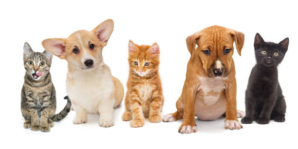 istock Puppies and kittens of different breeds 1284434016