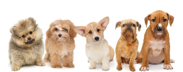 istock Five puppies of different breeds 1284434051