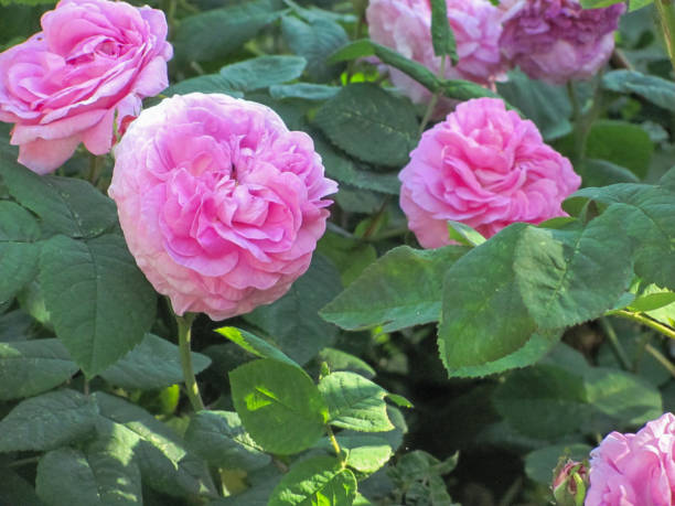 istock pink roses in green leaves 1284434737