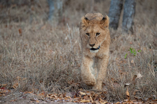 istock Lion Cub in the Wild 1284435780