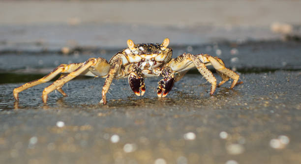 istock swift-footed rock crab, Helengeli Island, Maldives 1284436769