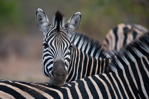 Plains Zebra seen on a safari in South Africa
