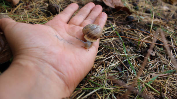 istock Snail walking in human hand leaving their saliva behind 1284437006