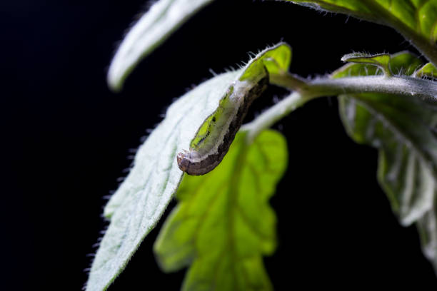 Spodoptera exigua is a lepidopteran pest that affects many crops. The most important damage is the so important defoliation that it produces to the plant in its caterpillar phase.