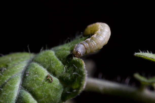 istock Spodoptera exigua caterpillar on a tomato leaf 1284438967