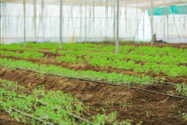 теплица с кориандром и растением пажитника - herb garden coriander seed cilantro seed стоковые фото и изображения