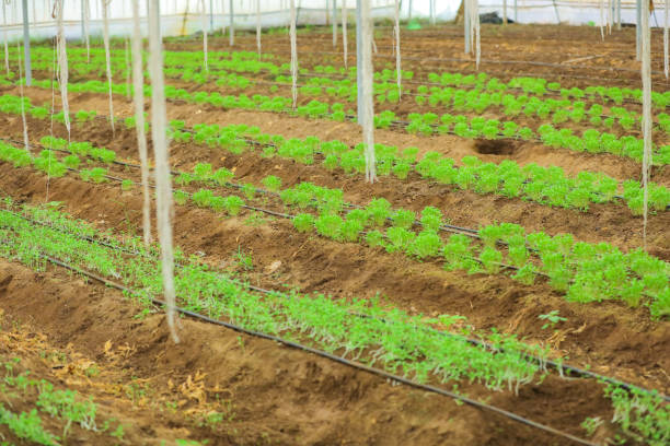 теплица с кориандром и растением пажитника - herb garden coriander seed cilantro seed стоковые фото и изображения