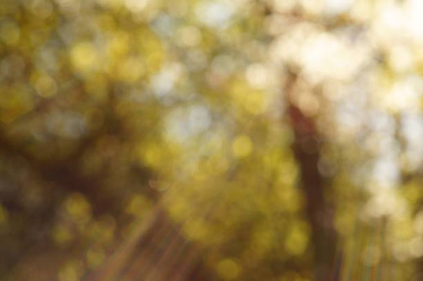 Blurry background. Trees with leaves in the forest.