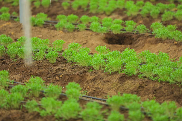 теплица с кориандром и растением пажитника - herb garden coriander seed cilantro seed стоковые фото и изображения