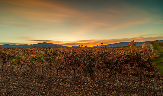 Vineyards in La Rioja, autumn colors, sunset with red colors, oranges