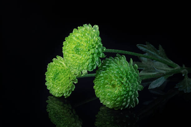 istock green chrysanthemum twig on black mirror background 1284442079