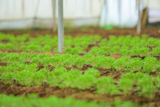 теплица с кориандром и растением пажитника - herb garden coriander seed cilantro seed стоковые фото и изображения