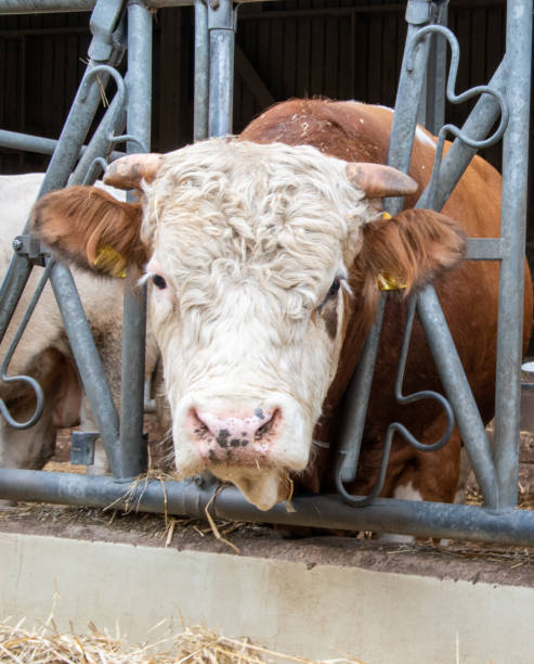 istock Organic cattle farming. Animals must be kept as species-appropriate as possible on organic farms. The cattle are not tied up or kept alone. The cattle can move around freely. 1284442156