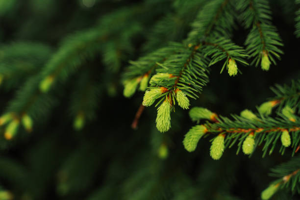 istock selective focus, young fir-tree shoots, fresh shoots ate in spring or summer, raindrops 1284442815