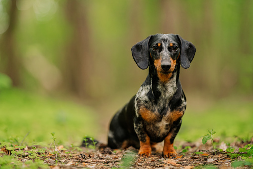 black marble dachshund against the background of a blurry summer or spring forest close up look at the camera. dog sits on a path in the forest among green grass. National Dog Day