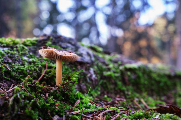 istock mushrooms of an undergrowth 1284442937