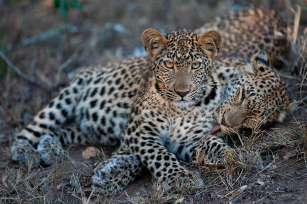 istock Young Male Leopard and Mom 1284443342
