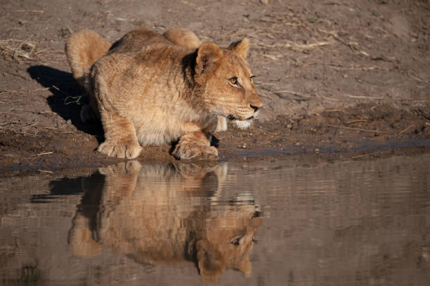 istock Lion Cub in the Wild 1284444137