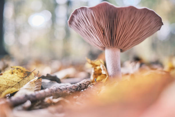 mushrooms of an undergrowth