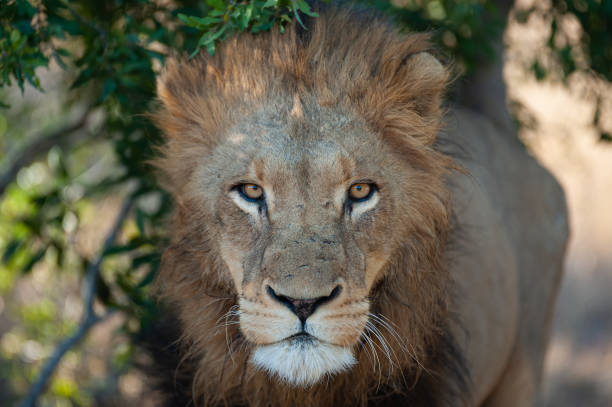 istock Male Lion in the Wild 1284444592