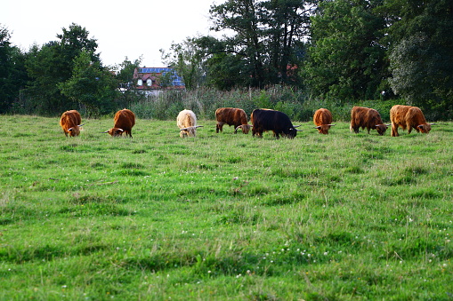 August 16, 2017, Bad Gögging: Cattle herd on a green meadow in Bad Gögging in Bavaria