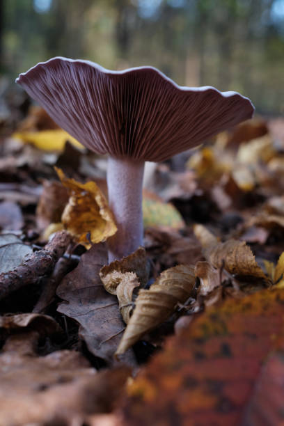 mushrooms of an undergrowth