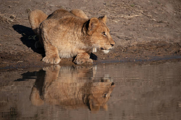 istock Lion Cub in the Wild 1284444635